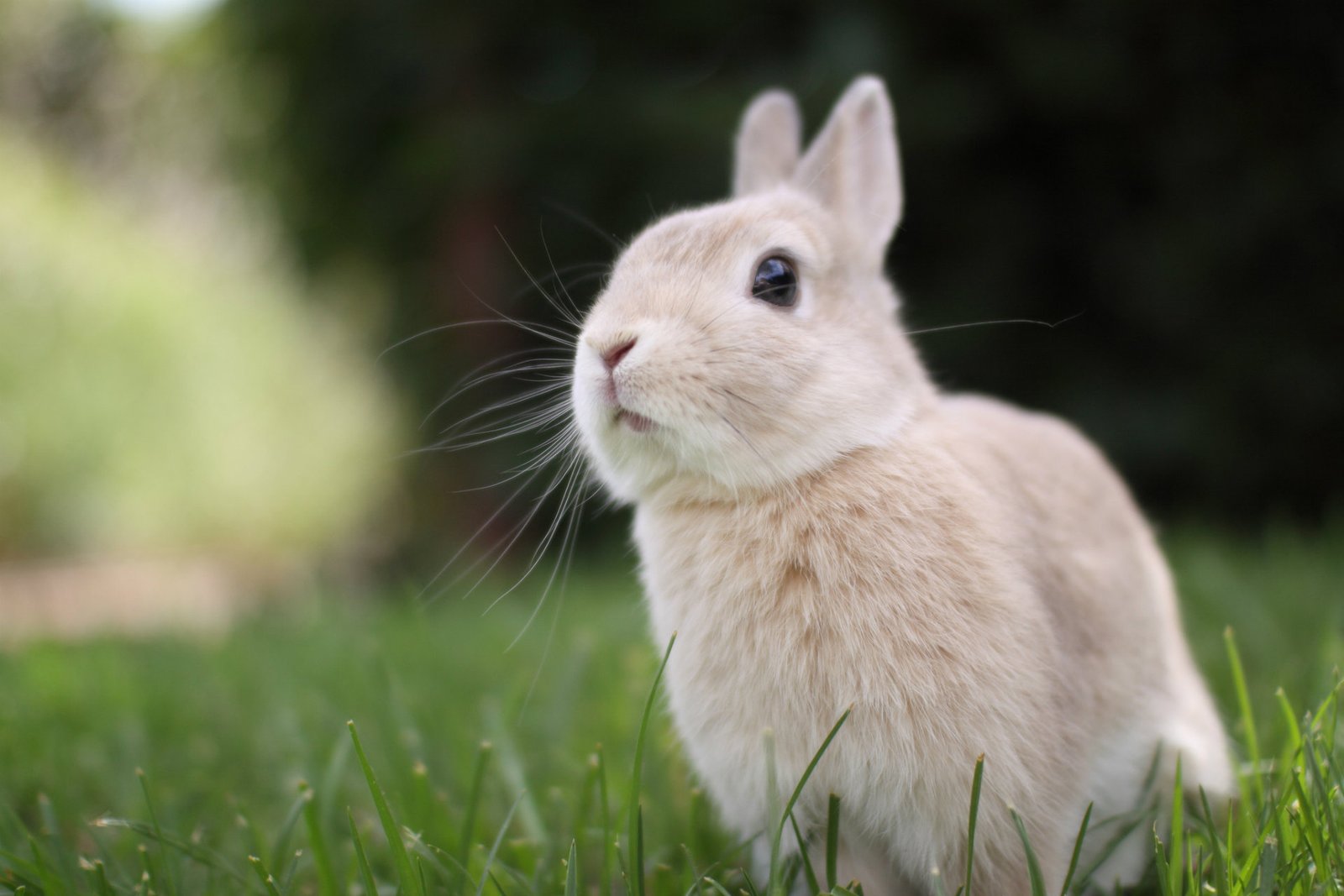 Cute Bunnies